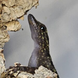 Kendall’s Rock Gecko (Cnemaspis kendallii)