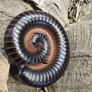 Rioja Red Leg Millipede (Bicoxidens sp. 'Rioja')