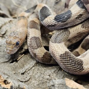 Mexican Pine Snake (Pituophis deppei jani)