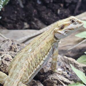 Super Citrus Bearded Dragon (Pogona vitticeps)