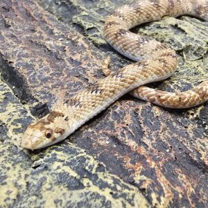 Leaf Nosed Snake (Lytorhynchus diadema)