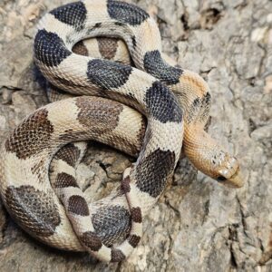Mexican Pine Snake (Pituophis deppei jani)