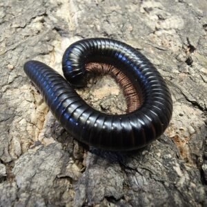 Rioja Red Leg Millipede (Bicoxidens sp. 'Rioja')