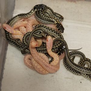 Checkered Garter Snake (Thamnophis marcianus)