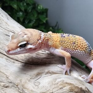 Tangarine Leopard Gecko (Eublepharis macularius)