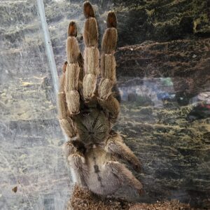 Female Trinidad Chevron Tarantula (Psalmopeous cambridgei)