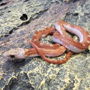 Pied Corn Snake (Pantherophis guttatus)