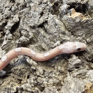 Hypo Granite Corn Snake (Pantherophis guttatus)