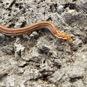 Hypo Tessera Corn Snake (Pantherophis guttatus)