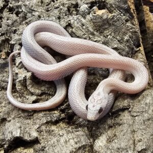 Gold Dust Cinder Corn Snake (Pantherophis guttatus)
