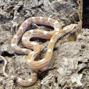 Gold Dust Motley Corn Snake (Pantherophis guttatus)