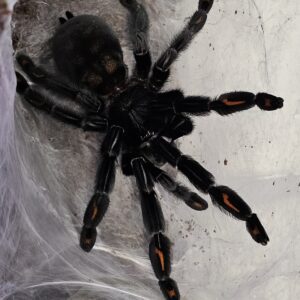 Female Venezuelan Sun Tiger Tarantula (Psalmopeous irminia)