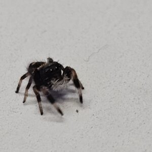 Regal Jumping Spider (Phiddipus regius) (Copy)