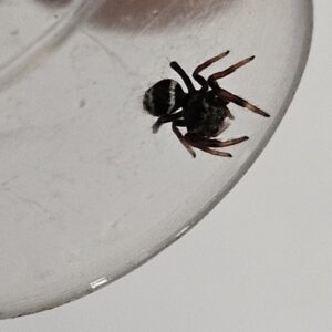 Everglades Regal Jumping Spider (Phiddipus regius)