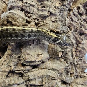 Alpine Short Tailed Garter Snake (Thamnophis scaliger)