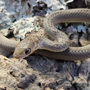 Olive Grass Snake (Psammophis mossambicus)
