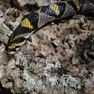 Mandarin Rat Snake (Euprepiophis mandarinus)