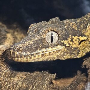 Proven Male Gargoyle Gecko (Rhacodactylus auriculatus)