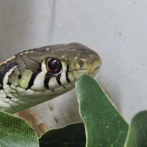 Checkered Garter Snake (Thamnophis marcianus)