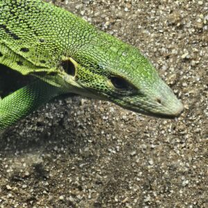 Green Tree Monitor (Varanus prasinus)