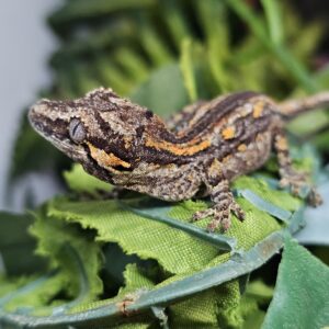 Gargoyle Gecko (Rhacodactylus auriculatus)