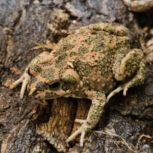 Morrocan Green Toad (Barbarophryne brongersmai)