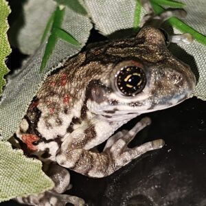 Red Spot Milk Frog (Trachycephalus nigromaculatus)