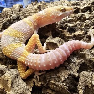 Tremper Albino Leopard Gecko (Eublepharis macularius)
