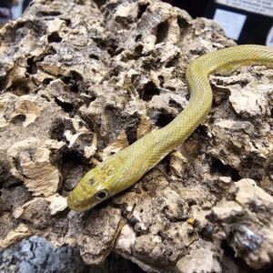 Northern Greenish Rat Snake  (Sentricolis triaspis intermedia)