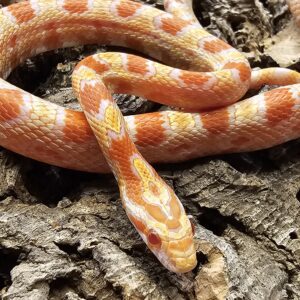 Reverse Okeetee Corn Snake (Pantherophis guttatus)
