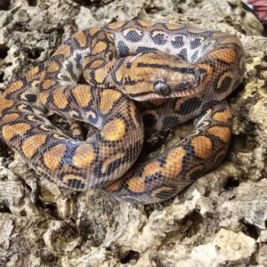 Brazilian Rainbow Boa (Epicrates cenchria)
