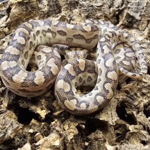 Argentinian Rainbow Boa (Epicrates alvarezi)