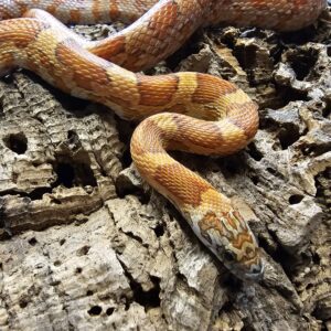Grown on Corn Snake (Pantherophis guttatus)