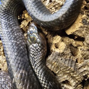Texas Indigo Snake (Drymarchon melanurus erebennus)