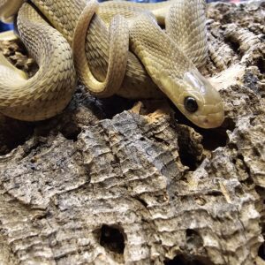 Gan's Egg Eating Snake (Dasypeltis gansi)