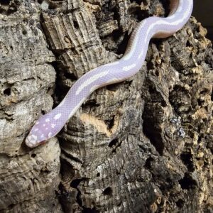 Albino Abharent Cali KingSnake (Lampropeltis getulus californiae)
