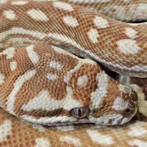 Hypo Centralian Python ph stonewashed (Morelia bredli)