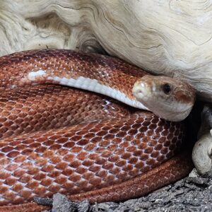Adult Tessera Pied Sided Corn Snake (Pantherophis guttatus)