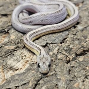 Anery Stripe Corn Snake (Pantherophis guttatus)
