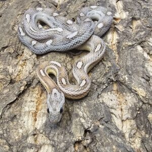Anery Motley Corn Snake (Pantherophis guttatus)