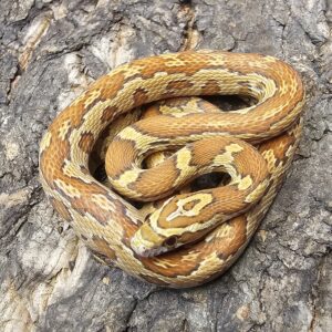 Aztec Ultramel Corn Snake (Pantherophis guttatus)