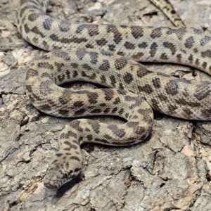 Cape York Spotted Python (Antaresia maculosa penninsularis)