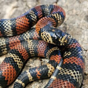 Ecuadorian Milk Snake (Lampropeltis micropholis)