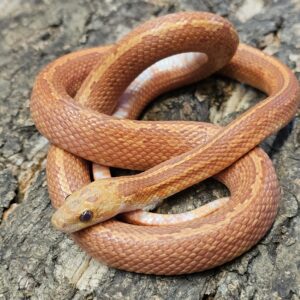 Low Pied Hypo Bloodred Tessera Corn Snake (Pantherophis guttatus)