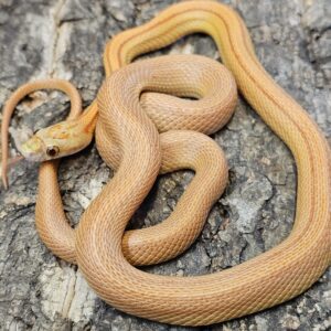 Ultramel Stripe Corn Snake (Pantherophis guttatus)