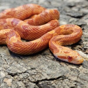 Fire Corn Snake (Pantherophis guttatus)