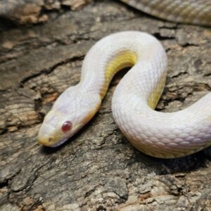 Snow Corn Snake (Pantherophis guttatus)