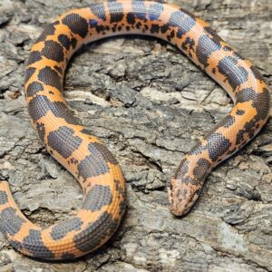 Pure Dodoma Kenyan Sand Boa (Gonglyophis colubrinus)
