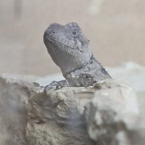 Mountain Horn Dragon (Acanthosaura lepidogaster)