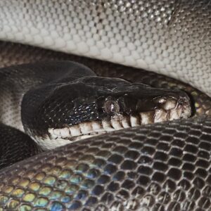 Southern White Lipped Python (Leiopython meridionalis)